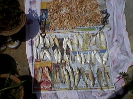 My Catch of 'Fresh' dried fish